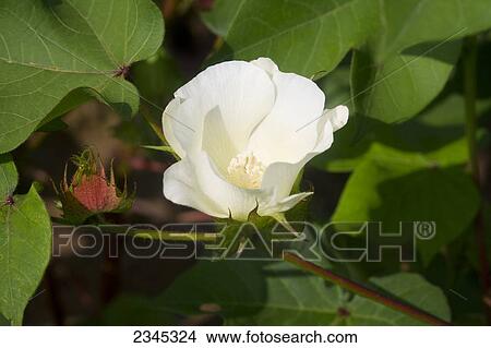 Picture - Agriculture - Closeup of a white cotton blossom and foliage in mid Summer / Mississippi, USA.. Fotosearch