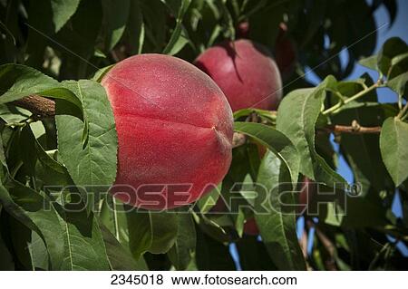 Stock Photo - Agriculture - Closeup of a White Lady white flesh peach on the tree, ripe and ready for harvest / near Dinuba, California, USA.. Fotosearch
