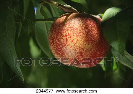 Agriculture - Closeup of an Arctic Rose, white flesh nectarine on the tree, ripe and ready for harvest / near Dinuba, California, USA. View Large Photo Image Stock Photo - Agriculture - Closeup of an Arctic Rose, white flesh nectarine on the tree, ripe and ready for harvest / near Dinuba, California, USA.. Fotosearch