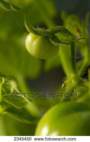 Stock Image - Agriculture - Closeup of an immature green early maturing fresh market tomato on the vine. This variety ripens while orange / Iowa, USA.. Fotosearch