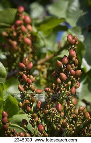 Stock Photo - Agriculture - Closeup of an immature cluster of pistachios on the tree in early Spring / near Orosi, California, USA.. Fotosearch
