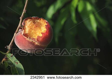 Agriculture - Closeup of bird damage to a ripe Queencrest peach on the tree / near Dinuba, California, USA. View Large Photo Image Stock Image - Agriculture - Closeup of bird damage to a ripe Queencrest peach on the tree / near Dinuba, California, USA.. Fotosearch
