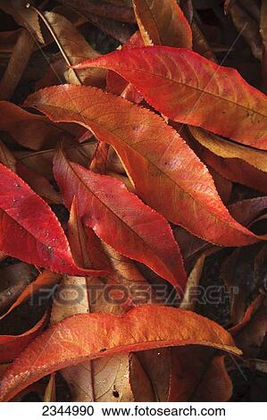 Stock Image - Agriculture - Closeup of bright Autumn leaves that have fallen from a nectarine tree in an orchard / near Dinuba, California, USA.. Fotosearch
