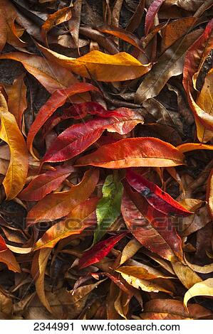 Agriculture - Closeup of bright Autumn leaves that have fallen from a nectarine tree in an orchard / near Dinuba, California, USA. View Large Photo Image Stock Image - Agriculture - Closeup of bright Autumn leaves that have fallen from a nectarine tree in an orchard / near Dinuba, California, USA.. Fotosearch