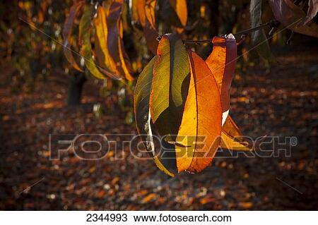 Agriculture - Closeup of bright Autumn foliage on a nectarine tree backlit by late afternoon sunlight / near Dinuba, California, USA. View Large Photo Image Stock Image - Agriculture - Closeup of bright Autumn foliage on a nectarine tree backlit by late afternoon sunlight / near Dinuba, California, USA.. Fotosearch