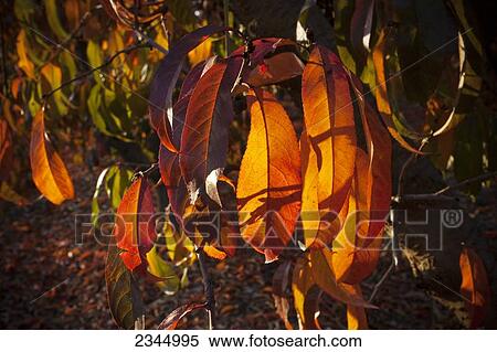 Agriculture - Closeup of bright Autumn foliage on a nectarine tree backlit by late afternoon sunlight / near Dinuba, California, USA. View Large Photo Image Stock Photography - Agriculture - Closeup of bright Autumn foliage on a nectarine tree backlit by late afternoon sunlight / near Dinuba, California, USA.. Fotosearch