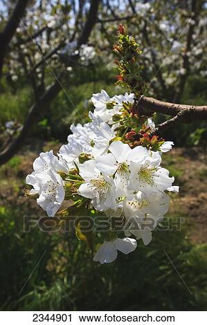Stock Image - Agriculture - Closeup of cherry blossoms in full bloom / Traver, California, USA.. Fotosearch