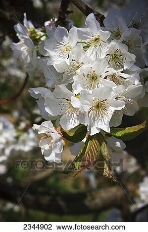 Stock Image - Agriculture - Closeup of cherry blossoms in full bloom / Traver, California, USA.. Fotosearch