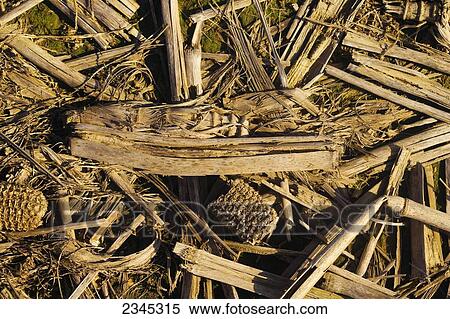 Stock Photography - Agriculture - Closeup of corn harvest residue in a no-till field in Spring, prior to planting the new crop / Mississippi, USA.. Fotosearch