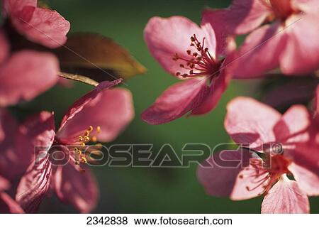 Stock Photo - Agriculture - Closeup of crab apple blossoms / Door County, Wisconsin, USA.. Fotosearch