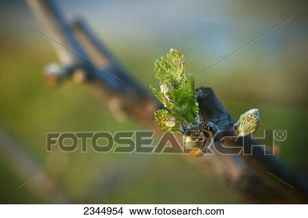 Picture - Agriculture - Closeup of early Spring foliage growth at the late bud break stage in a Thompson Seedless table grape vineyard / near Reedley, California, USA.. Fotosearch