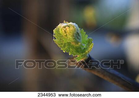 Stock Image - Agriculture - Closeup of early Spring foliage growth at the late bud break stage in a Thompson Seedless table grape vineyard / near Reedley, California, USA.. Fotosearch