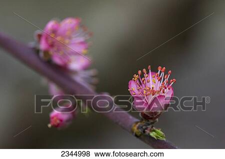 Agriculture - Closeup of early stage peach blossoms on the tree / near Dinuba, California, USA. View Large Photo Image Stock Photo - Agriculture - Closeup of early stage peach blossoms on the tree / near Dinuba, California, USA.. Fotosearch