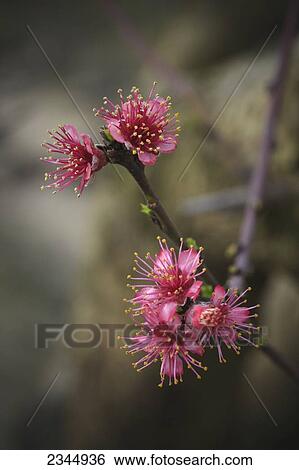 Agriculture - Closeup of early stage peach blossoms on the tree / near Dinuba, California, USA. View Large Photo Image Stock Photograph - Agriculture - Closeup of early stage peach blossoms on the tree / near Dinuba, California, USA.. Fotosearch