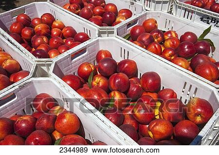 Stock Photo - Agriculture - Closeup of freshly harvested ripe nectarines packed in totes in the orchard / near Dinuba, California, USA.. Fotosearch