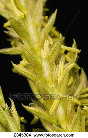 Picture - Agriculture - Closeup of grain a corn tassel showing the detail of the anthers / Mississippi, USA.. Fotosearch