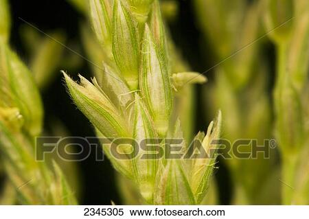 Stock Photography - Agriculture - Closeup of grain a corn tassel showing the detail of the anthers / Mississippi, USA.. Fotosearch