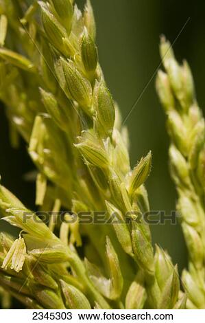 Stock Image - Agriculture - Closeup of grain corn tassels showing the detail of the anthers / Mississippi, USA.. Fotosearch