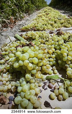 Picture - Agriculture - Closeup of harvested Thompson Seedless grapes laid out on paper trays for drying into raisins / near Dinuba, California, USA.. Fotosearch