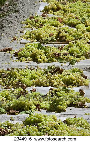 Stock Photograph - Agriculture - Closeup of harvested Thompson Seedless grapes laid out on paper trays for drying into raisins / near Dinuba, California, USA.. Fotosearch