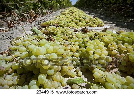 Stock Photography - Agriculture - Closeup of harvested Thompson Seedless grapes laid out on paper trays for drying into raisins / near Dinuba, California, USA.. Fotosearch