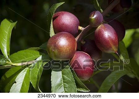 Stock Image - Agriculture - Closeup of immature nectarines, before thinning, in early Spring / near Dinuba, California, USA.. Fotosearch