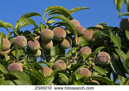 Agriculture - Closeup of immature peaches on the tree, before thinning, in early Spring / near Dinuba, California, USA. View Large Photo Image Stock Image - Agriculture - Closeup of immature peaches on the tree, before thinning, in early Spring / near Dinuba, California, USA.. Fotosearch