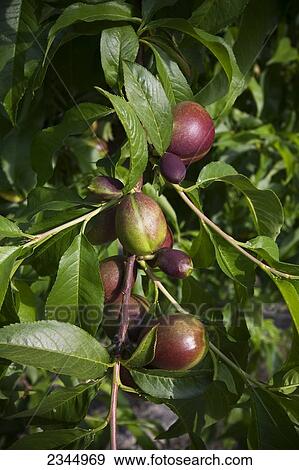 Stock Photo - Agriculture - Closeup of immature nectarines, before thinning, in early Spring / near Dinuba, California, USA.. Fotosearch