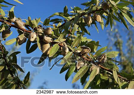 Stock Photo - Agriculture - Closeup of mature almonds on the tree with hulls cracked open and ready for harvest in late afternoon sunlight / near Dinuba, California, USA.. Fotosearch