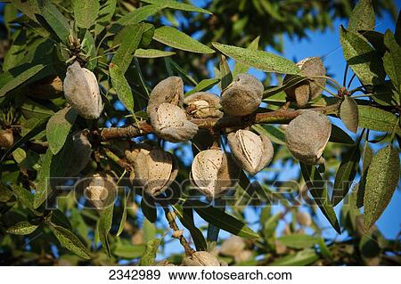 Agriculture - Closeup of mature almonds on the tree with hulls cracked open and ready for harvest in late afternoon sunlight / near Dinuba, California, USA. View Large Photo Image Stock Photo - Agriculture - Closeup of mature almonds on the tree with hulls cracked open and ready for harvest in late afternoon sunlight / near Dinuba, California, USA.. Fotosearch