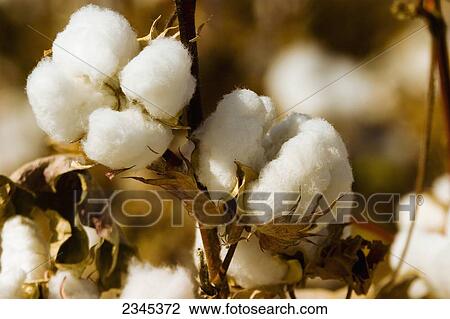 Agriculture - Closeup of mature harvest ready Pima 4-lock cotton bolls / San Joaquin Valley, California, USA. View Large Photo Image Stock Image - Agriculture - Closeup of mature harvest ready Pima 4-lock cotton bolls / San Joaquin Valley, California, USA.. Fotosearch