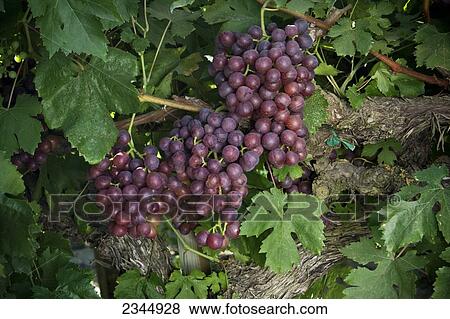 Stock Photo - Agriculture - Closeup of mature harvest ready Red Flame table grape clusters on the vine / near Dinuba, California, USA.. Fotosearch