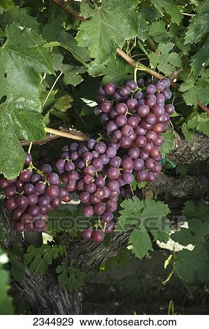 Agriculture - Closeup of mature harvest ready Red Flame table grape clusters on the vine / near Dinuba, California, USA. View Large Photo Image Stock Photo - Agriculture - Closeup of mature harvest ready Red Flame table grape clusters on the vine / near Dinuba, California, USA.. Fotosearch