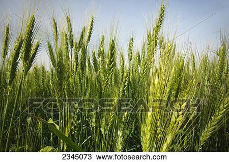 Agriculture - Closeup of maturing heads of green barley / near Kingsburg, California, USA. View Large Photo Image Stock Image - Agriculture - Closeup of maturing heads of green barley / near Kingsburg, California, USA.. Fotosearch