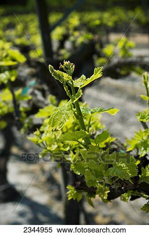 Agriculture - Closeup of mid Spring foliage growth on table grapevines / near Dinuba, California, USA. View Large Photo Image Stock Photography - Agriculture - Closeup of mid Spring foliage growth on table grapevines / near Dinuba, California, USA.. Fotosearch
