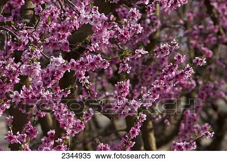 Agriculture - Closeup of nectarine blossoms at the full bloom stage / near Dinuba, California, USA. View Large Photo Image Stock Photography - Agriculture - Closeup of nectarine blossoms at the full bloom stage / near Dinuba, California, USA.. Fotosearch