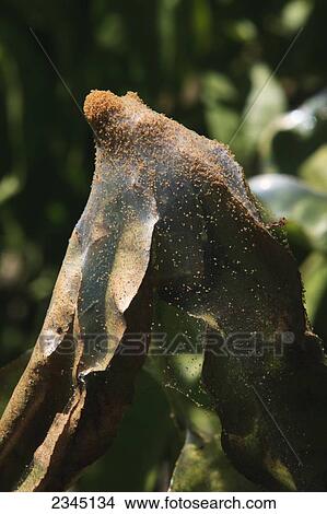Agriculture - Closeup of Pacific Spider Mites (Tetranychus pacificus) and webbing on this peach tree water sprout branch creates a dramatic effect of crop damage by this pest / near Dinuba, California, USA. View Large Photo Image Picture - Agriculture - Closeup of Pacific Spider Mites (Tetranychus pacificus) and webbing on this peach tree water sprout branch creates a dramatic effect of crop damage by this pest / near Dinuba, California, USA.. Fotosearch
