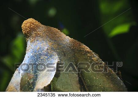 Stock Photography - Agriculture - Closeup of Pacific Spider Mites (Tetranychus pacificus) and webbing on this peach tree water sprout branch creates a dramatic effect of crop damage by this pest / near Dinuba, California, USA.. Fotosearch