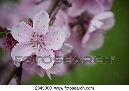 Stock Image - Agriculture - Closeup of peach blossoms on the tree at the full bloom stage / near Dinuba, California, USA.. Fotosearch