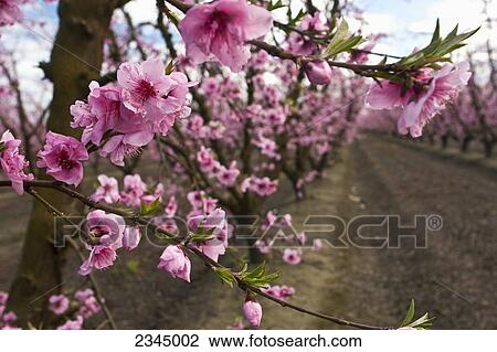 Stock Image - Agriculture - Closeup of peach blossoms at the full bloom stage with the orchard in the background / near Dinuba, California, USA.. Fotosearch