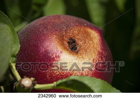 Agriculture - Closeup of Peach Twig Borer (Anarsia lineatella) damage on a nectarine / near Dinuba, California, USA. View Large Photo Image Stock Image - Agriculture - Closeup of Peach Twig Borer (Anarsia lineatella) damage on a nectarine / near Dinuba, California, USA.. Fotosearch