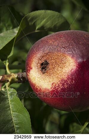 Stock Photo - Agriculture - Closeup of Peach Twig Borer (Anarsia lineatella) damage on a nectarine / near Dinuba, California, USA.. Fotosearch