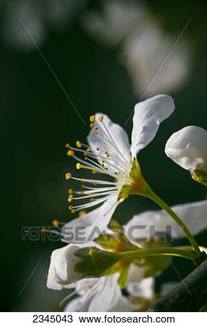 Stock Image - Agriculture - Closeup of plum blossoms at the full bloom stage / near Dinuba, California, USA.. Fotosearch