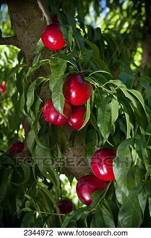 Stock Image - Agriculture - Closeup of ripe nectarines on the tree, ready for harvest / near Dinuba, California, USA.. Fotosearch
