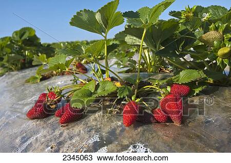 Stock Image - Agriculture - Closeup of ripe strawberries in the field / near Dinuba, California, USA.. Fotosearch