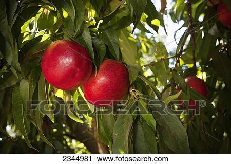 Agriculture - Closeup of Summer Fire nectarines on the tree, ripe and ready for harvest / near Dinuba, California, USA. View Large Photo Image Stock Image - Agriculture - Closeup of Summer Fire nectarines on the tree, ripe and ready for harvest / near Dinuba, California, USA.. Fotosearch