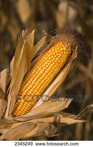 Agriculture - Closeup view of a mature ear of grain corn with the husk partially pulled away to reveal the kernels / Mississippi, USA. View Large Photo Image Stock Photo - Agriculture - Closeup view of a mature ear of grain corn with the husk partially pulled away to reveal the kernels / Mississippi, USA.. Fotosearch