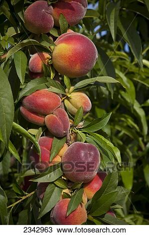 Stock Image - Agriculture - Closeup view of a improperly thinned peach branch resulting in mature fruit that is too small for the commercial market / near Dinuba, California, USA.. Fotosearch