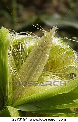 Agriculture - Closeup view of an immature ear of grain corn with the husk and silk pulled back / Mississippi, USA. View Large Photo Image Picture - Agriculture - Closeup view of an immature ear of grain corn with the husk and silk pulled back / Mississippi, USA.. Fotosearch