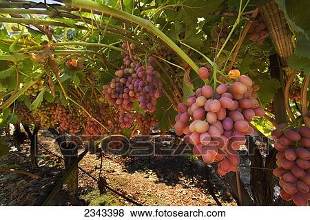 Stock Photo - Agriculture - Clusters of mature, harvest ready, Crimson Seedless table grapes hang from the vines in late summer / Tulare County, California, USA.. Fotosearch
